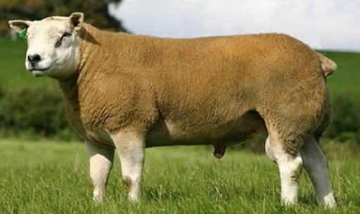 Domba Texel Fullblood