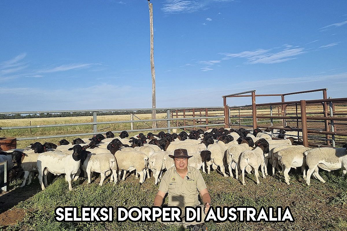Domba Dorper FullBlood