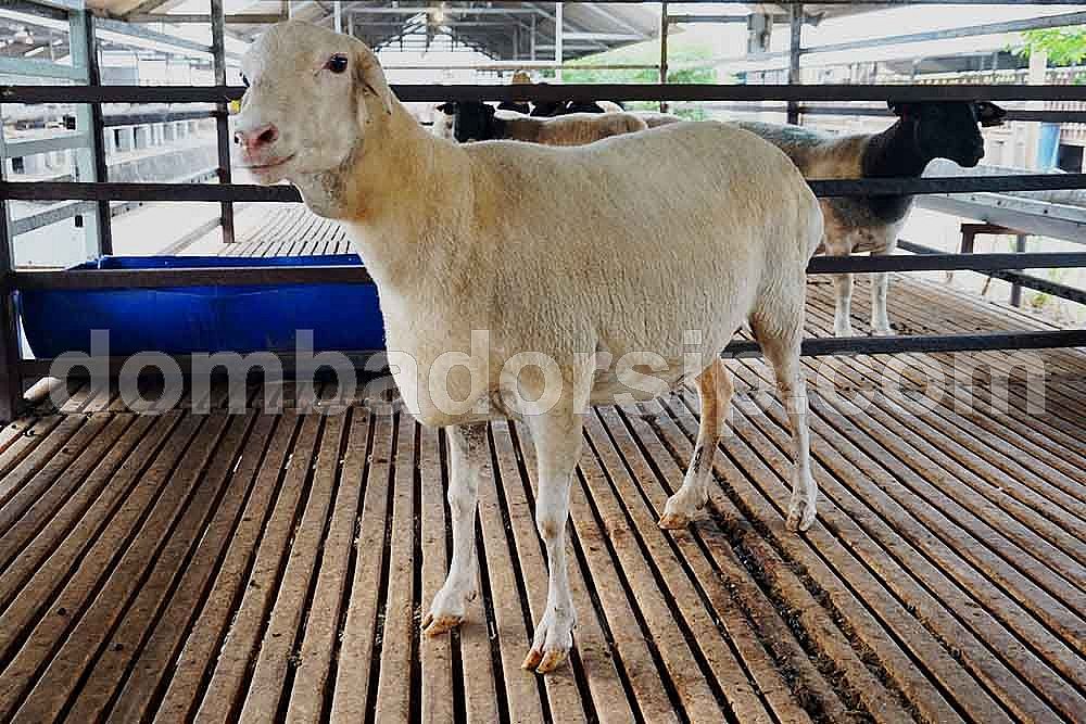Crossbreed (F1) Van Rooy XVR 106