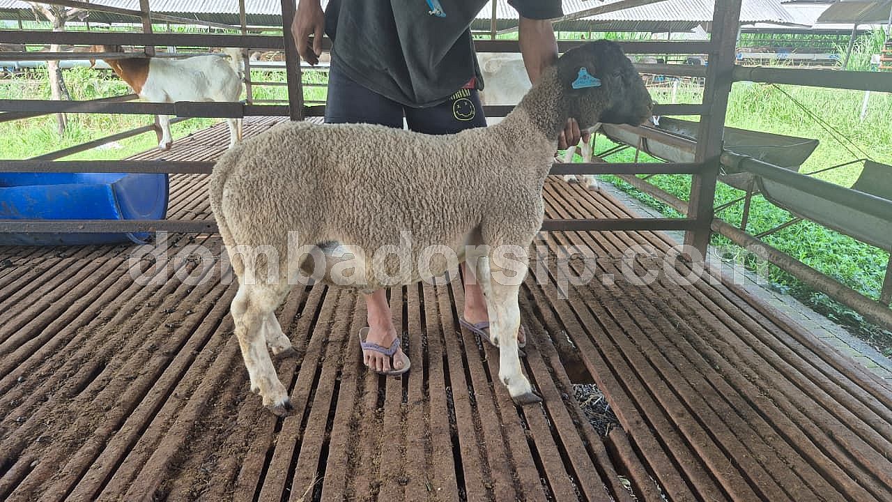 Dorper Fullblood Jantan Ear tag DB 301