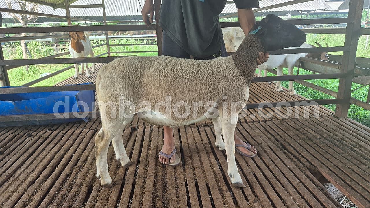 Dorper Fullblood Jantan Ear Tag DB 290