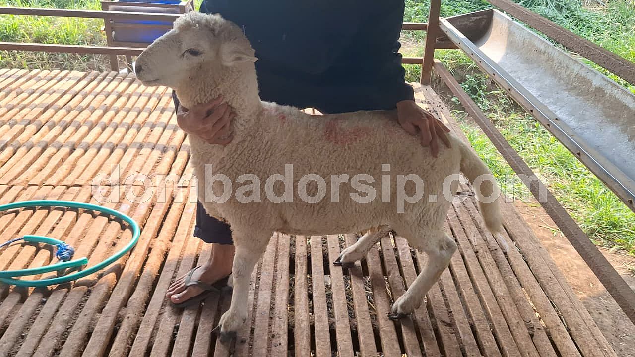 Dorper Crossbreed F1 Texel Jantan