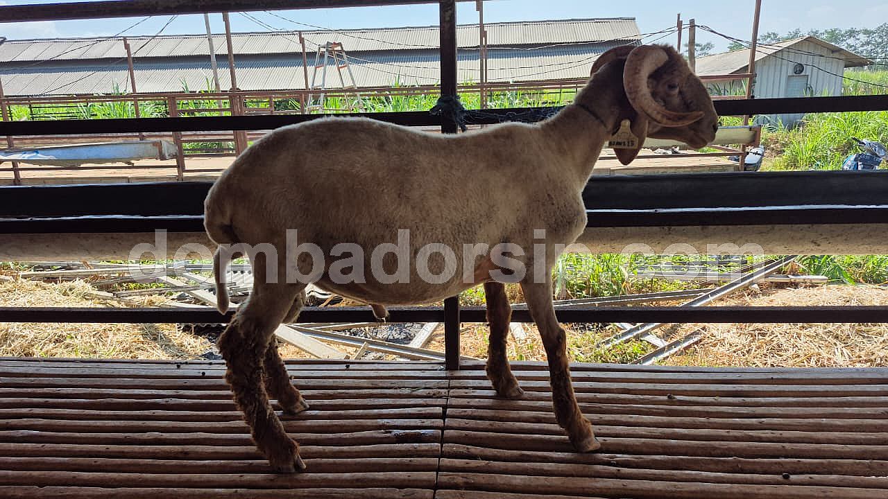 Awassi Fullblood BJ AWS 13 Jantan