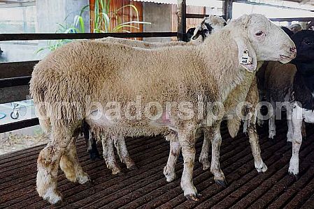 Crossbreed (F1) Awassi XAW 438