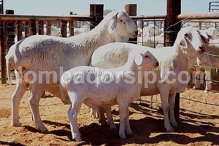 Domba Van Rooy Betina Fullblood Import Domba Van Rooy Betina Fullblood Import