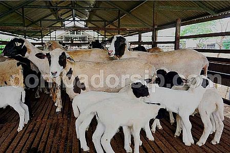 Gerombol Crossbreed (F1) Dorper betina
