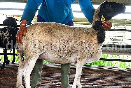 Crossbreed (F1) Dorper XDB 176