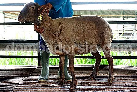 Crossbreed (F1) Awassi XAW 246