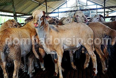 Koloni Crossbreed (F1) Awassi Jantan