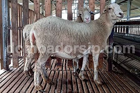 Domba Cross Texel Siap Kawin Domba Cross Texel Siap Kawin