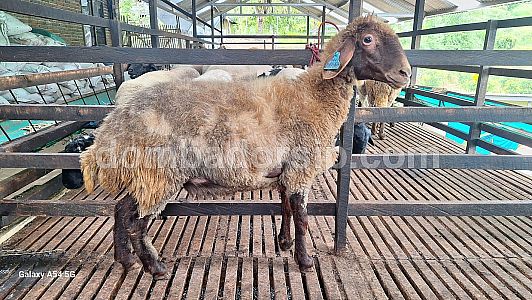 Awassi Betina AWS 62