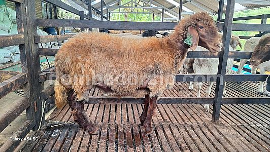 Awassi Betina AWS 63