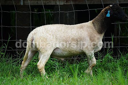 Domba F3 Dorper Jantan ID XD3-55