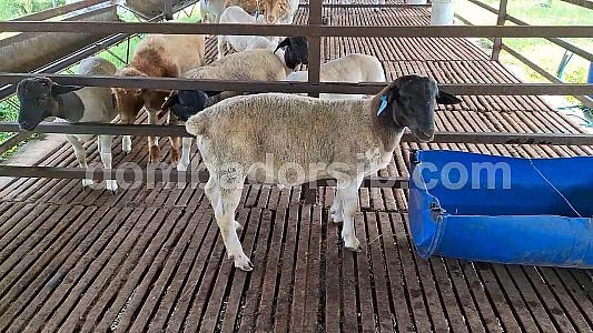 Dorper Fullblood DB 232