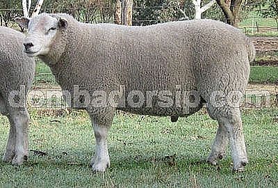 Domba Texel Fullblood Jantan Import