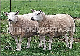 Domba Texel Fullblood Betina Import