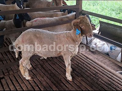 Awassi Fullblood AWS 100 Jantan