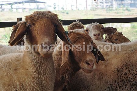 Promo Domba Awassi Sepasang