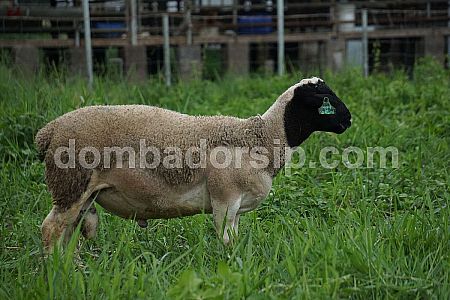 Domba F3 Dorper Jantan