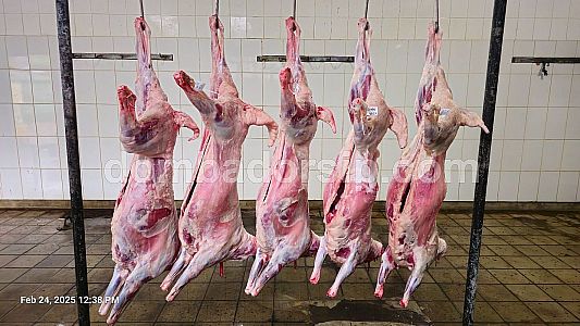 Whole Carcass (Karkas utuh 1 ekor) Whole Carcass (Karkas utuh 1 ekor)