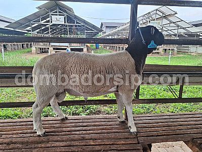 Dorper Fullblood DB 242