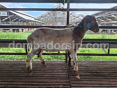 Awassi Fullblood AWS 82 Jantan