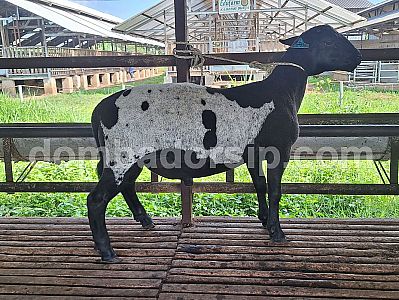 Dorper Fullblood DB 258 Jantan (Dalmatian)