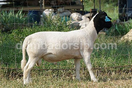 Dorper Fullblood DB 251 Jantan