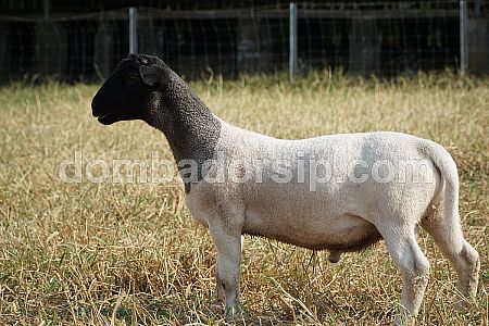 Dorper Fullblood DB 266 Jantan