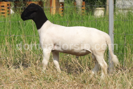 Dorper Fullblood DB 264 Jantan