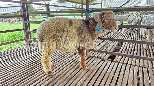 Awassi Fullblood  Jantan AWS 110