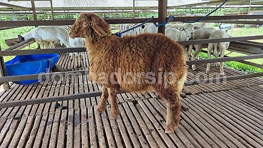 Awassi Fullblood Jantan AWS 118