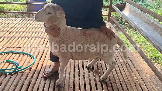 Dorper Crossbreed F1 Texel Jantan