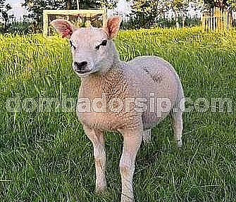 Domba Texel Fullblood Jantan Indo