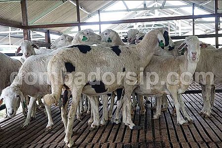 Domba Composite Bunting Dengan Pejantan Dorper Fullblood (FB)