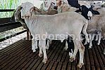 Crossbreed (F1) Awassi XAW 426