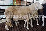 Crossbreed (F1) Awassi XAW 438