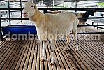 Crossbreed (F1) Van Rooy XVR 106
