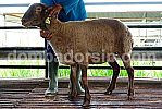 Crossbreed (F1) Awassi XAW 246