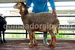 Crossbreed (F1) Awassi XAW 250