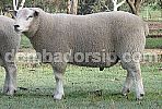 Domba Texel Fullblood Jantan Import