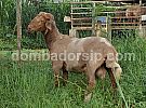 Awassi Fullblood AWS 74 Jantan