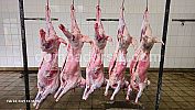 Whole Carcass (Karkas utuh 1 ekor)