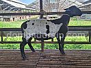 Dorper Fullblood DB 258 Jantan (Dalmatian)