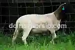 Domba F3 Awassi Jantan