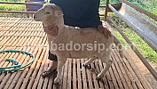 Dorper Crossbreed F1 Texel Jantan