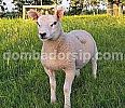 Domba Texel Fullblood Jantan Indo