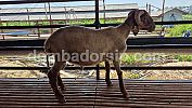 Awassi Fullblood BJ AWS 13 Jantan
