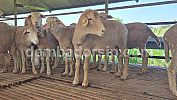 Domba Cross Texel Siap Kawin