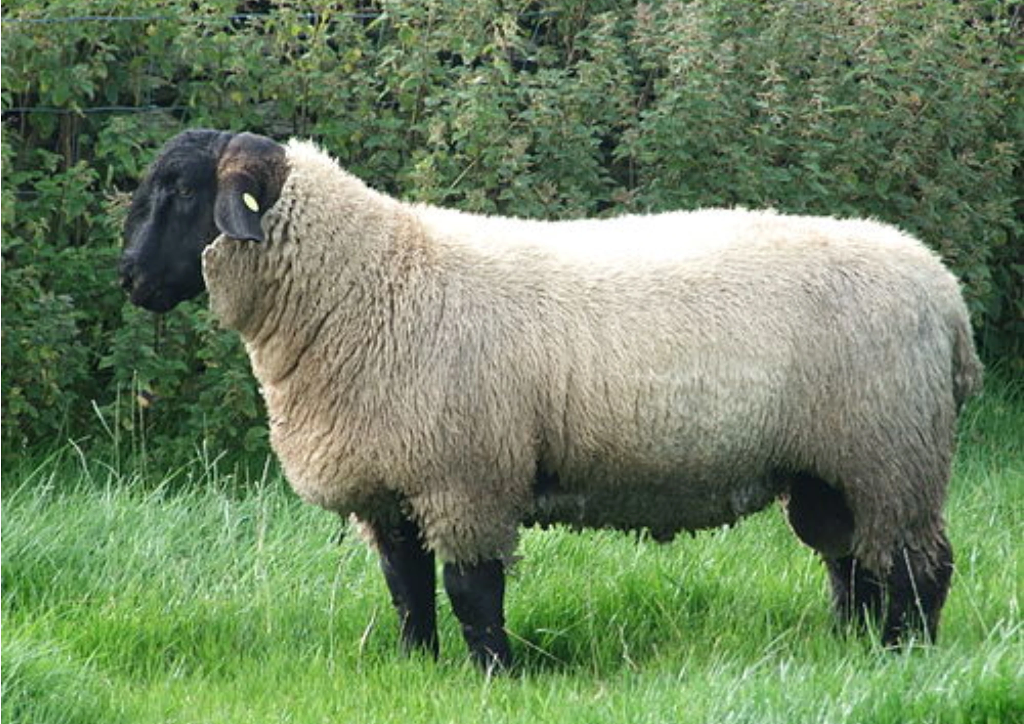 Domba Suffolk